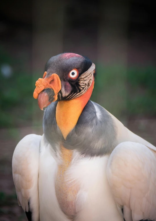 a big bird that is sitting down