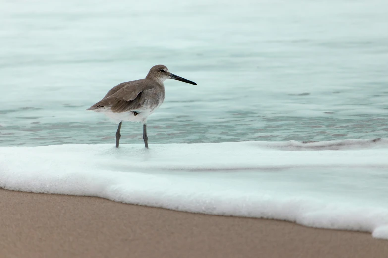 a bird stands alone in shallow water on the beach