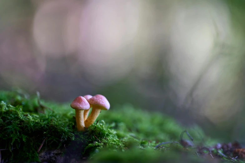 a group of mushrooms are growing in the grass