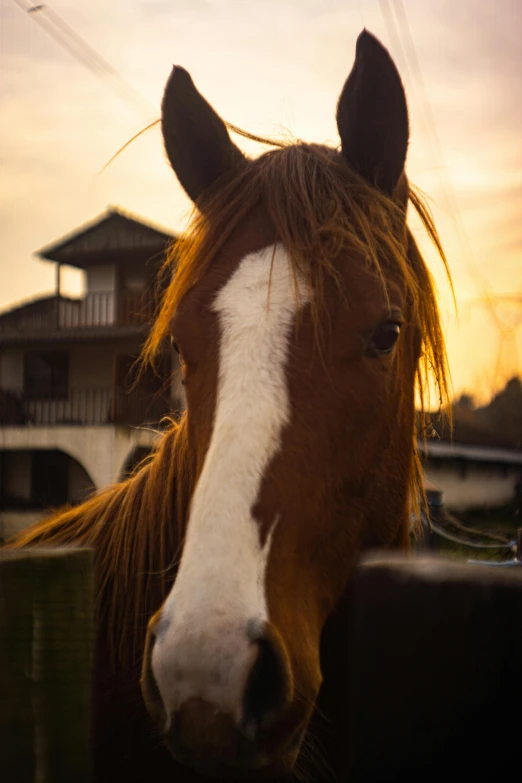 the head and snout of a horse against a sunset background