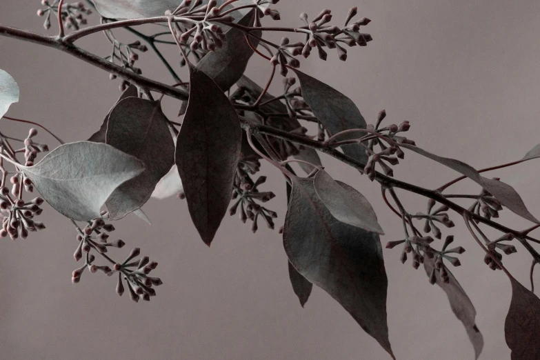 a close up of some leaves on a tree nch