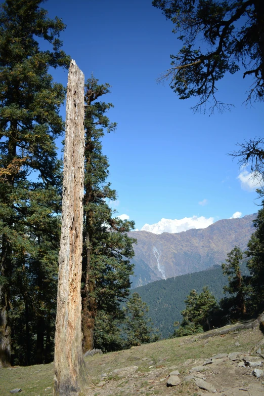 large tree on a hill in the mountains