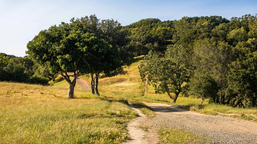 a dirt road that has grass on both sides and trees along it