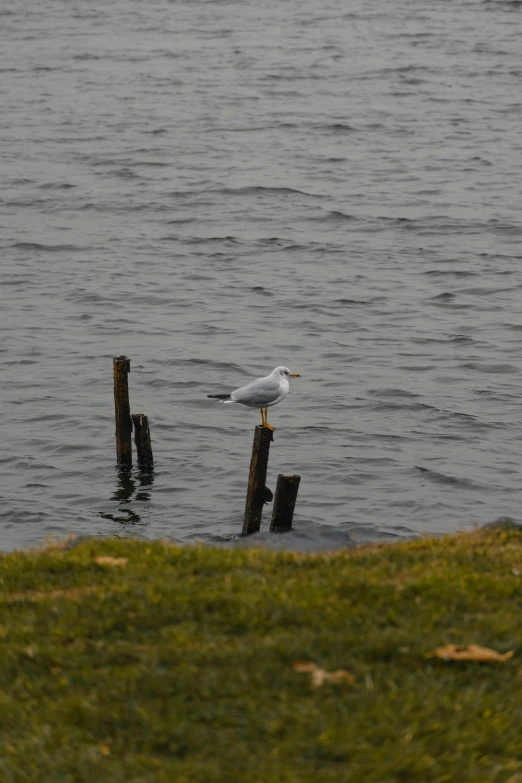 a bird that is standing on some wooden poles