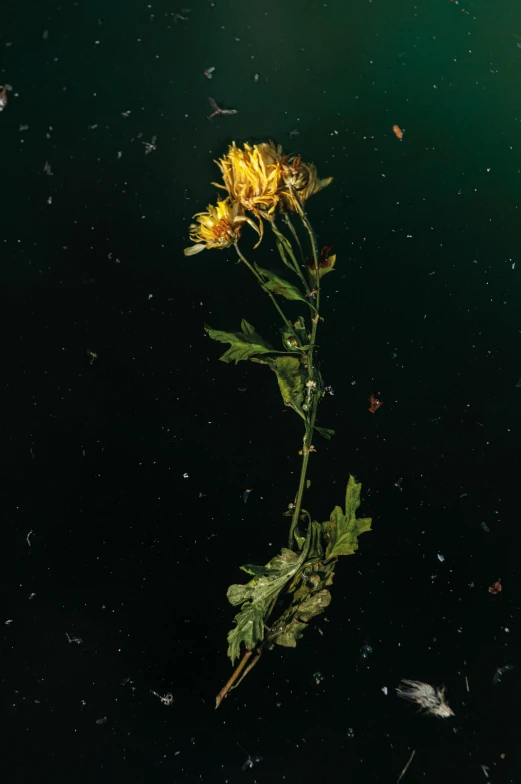 a single yellow dandelion in water on a dark background