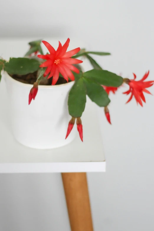 a close up of two small red flowers in a pot