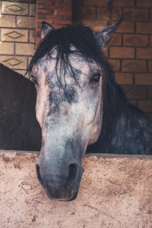 a close up s of a horse looking over the side of its stall