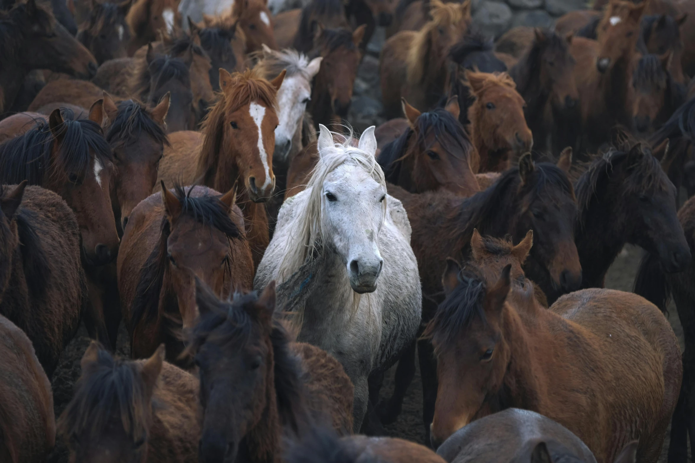 a herd of horses walking around a large area