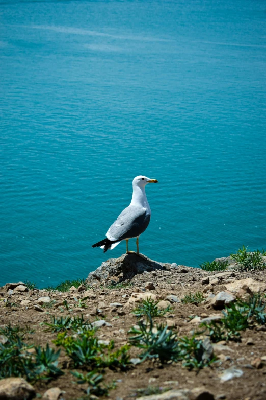 the seagull sits on top of a hill near the water