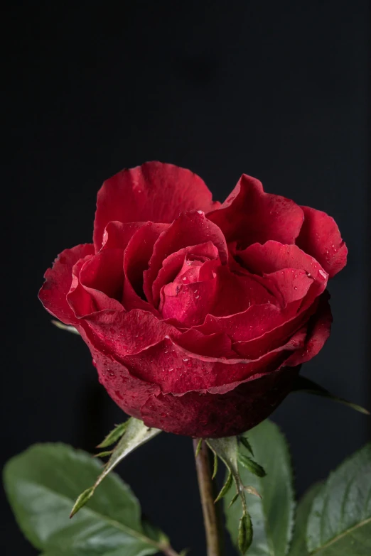 the red rose with green leaves is blooming