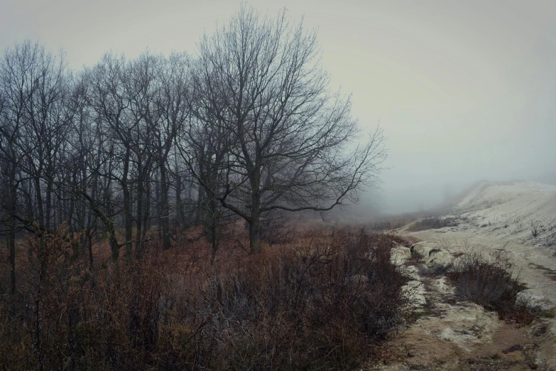 there is a dirt trail in the woods