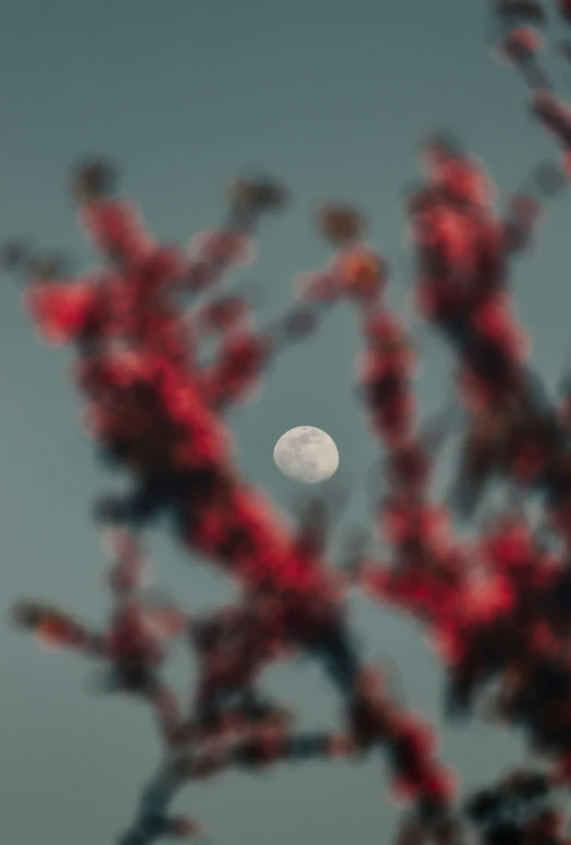 a full moon in the distance behind leaves