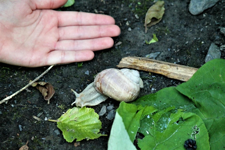 the hand is touching a shell on the ground