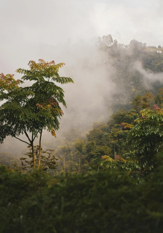 a forest filled with lots of trees covered in cloud