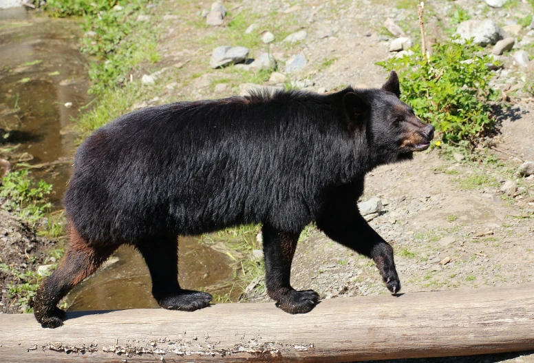 a black bear walking across a dirty road