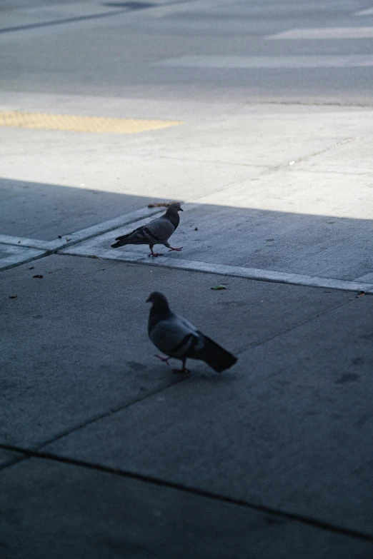 three pigeons are sitting on the sidewalk while someone is walking