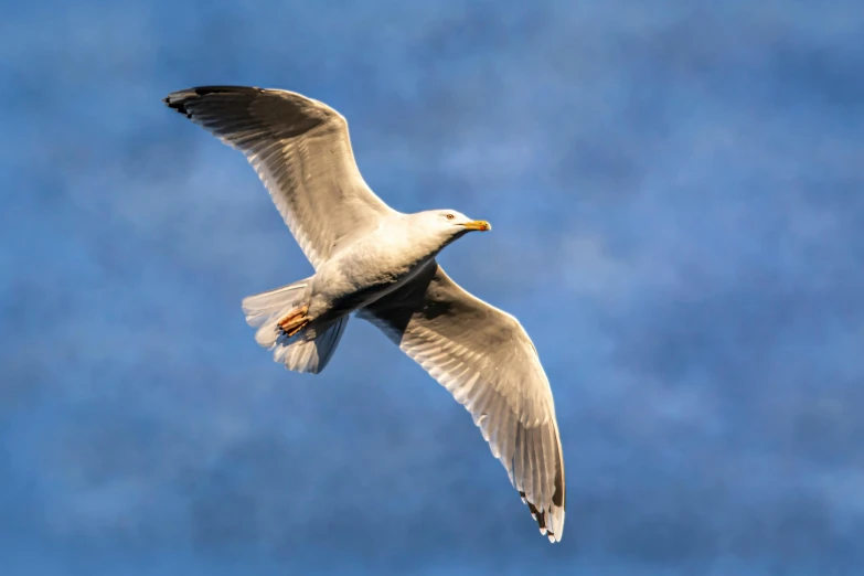 the bird is flying against the blue sky