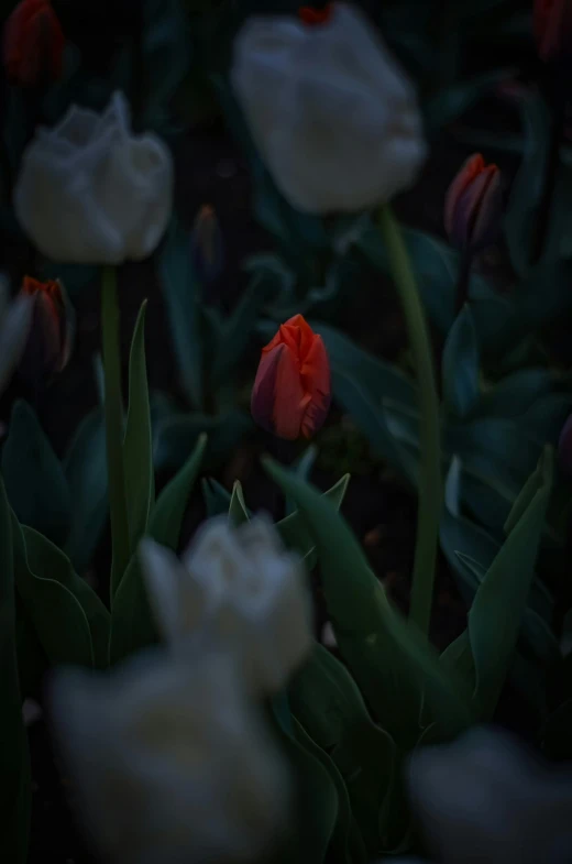 an orange and white tulip is growing out of the ground