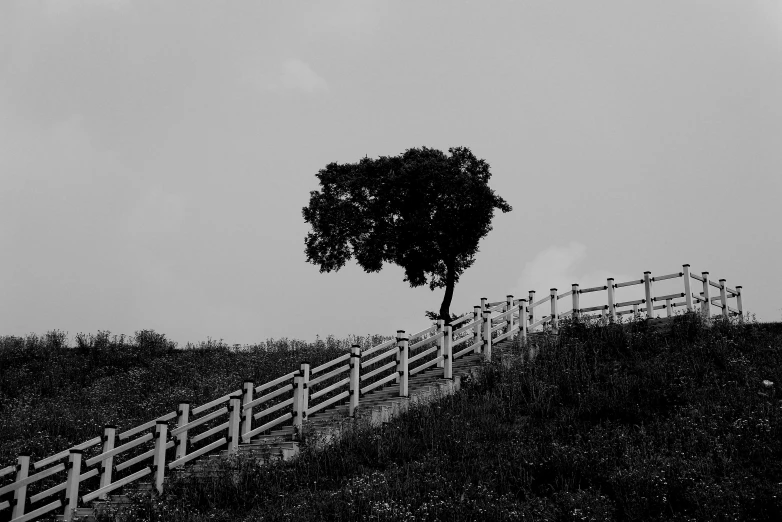 a tree in the middle of a field, next to a fence