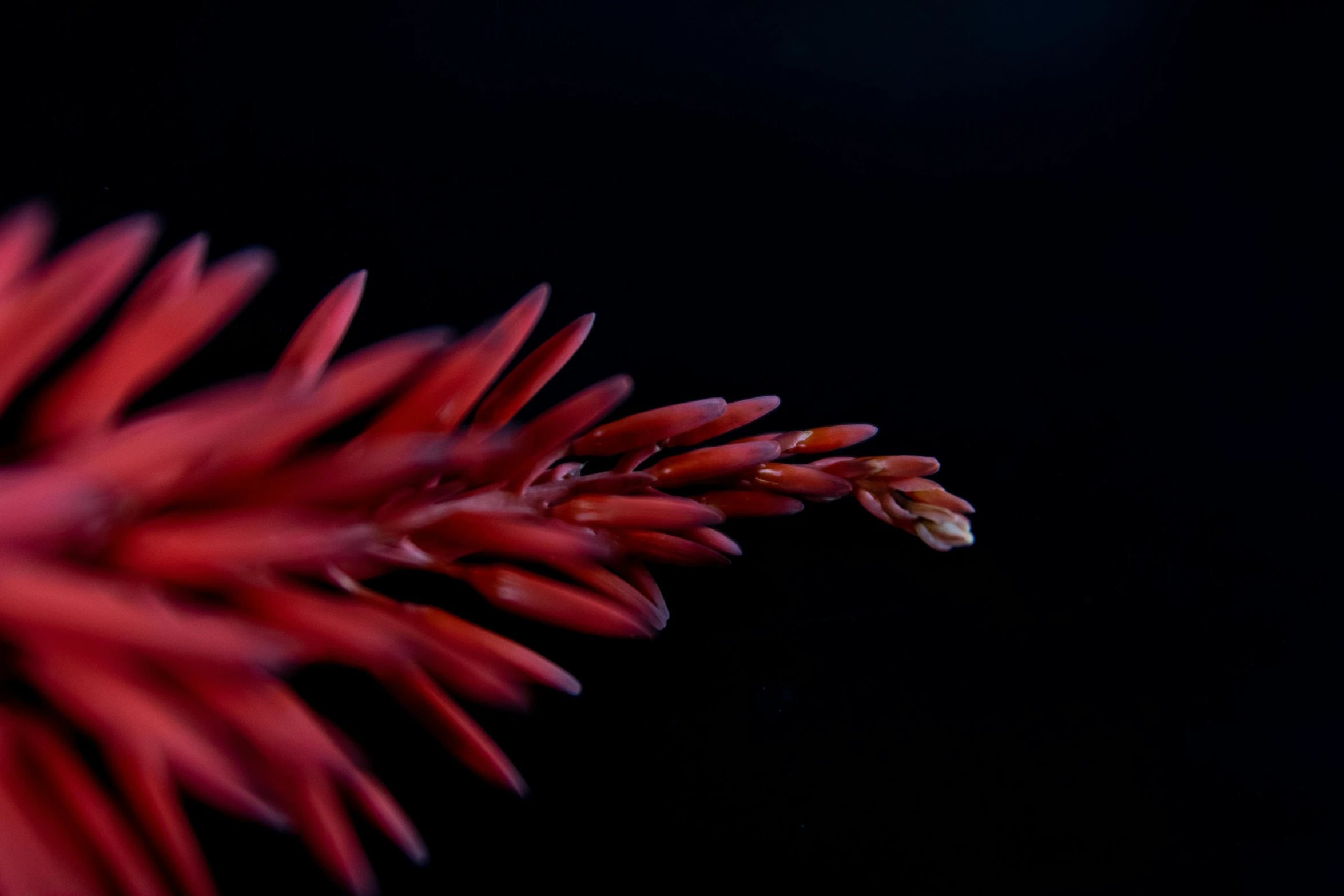 a flower that has very small petals on it