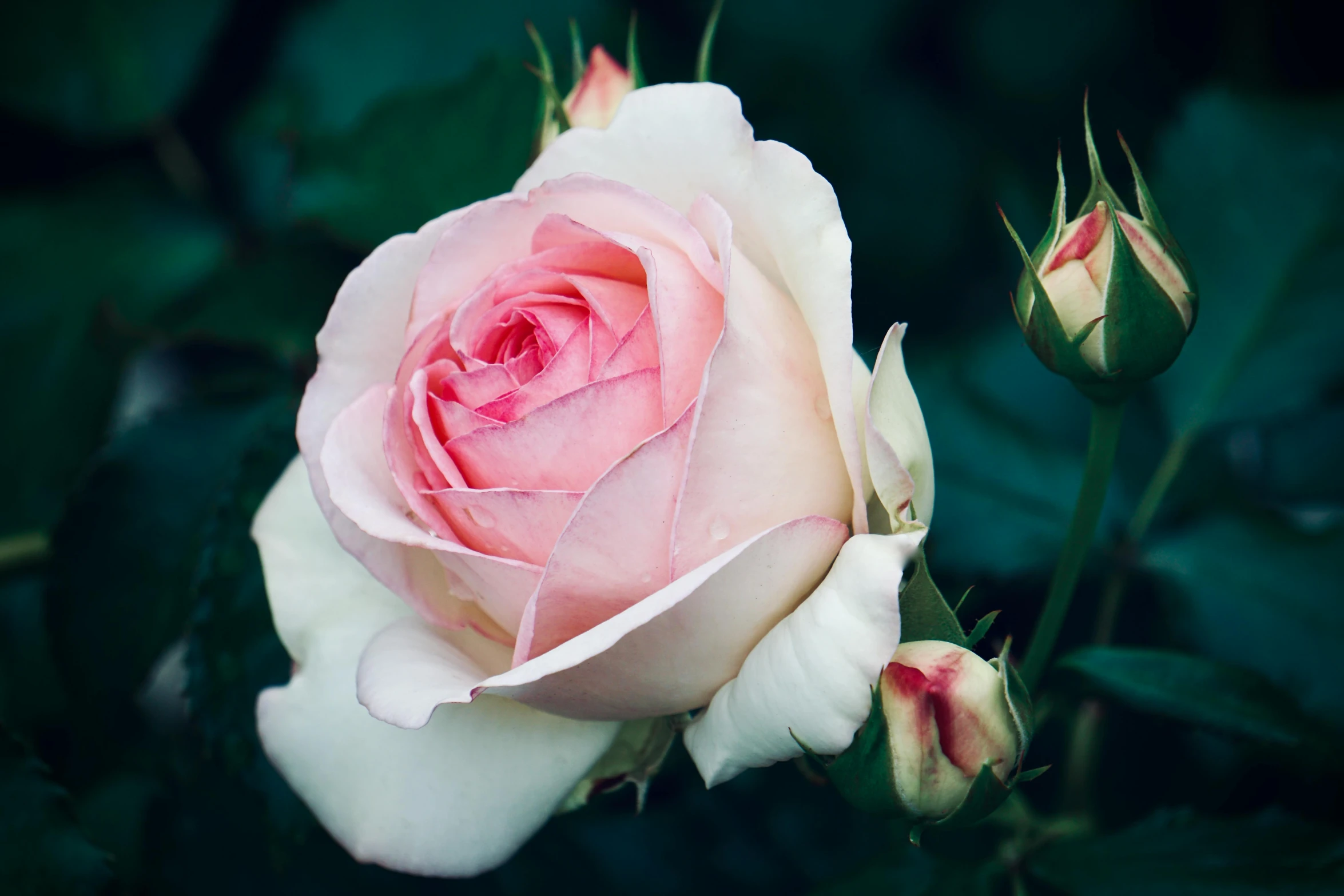 a pink rose sitting in the middle of a bush