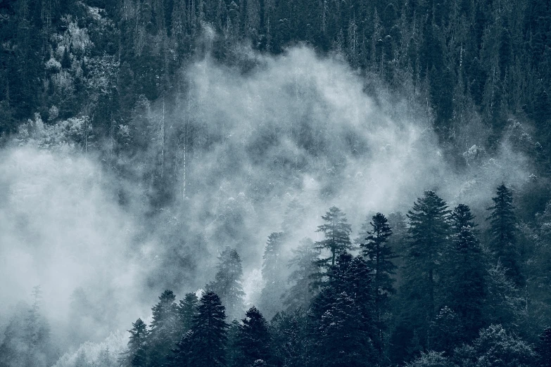 a tree covered hillside with the fog in the distance