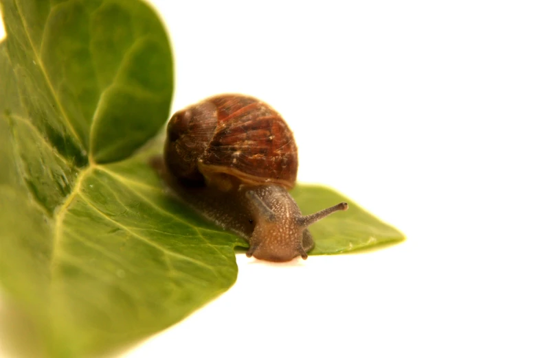 a close up view of a snail sitting on a leaf