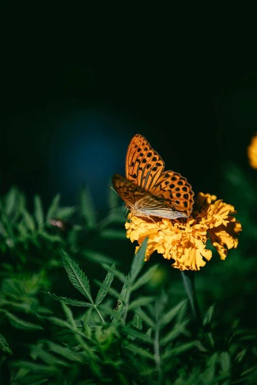 two erflies perched on a yellow flower in the forest