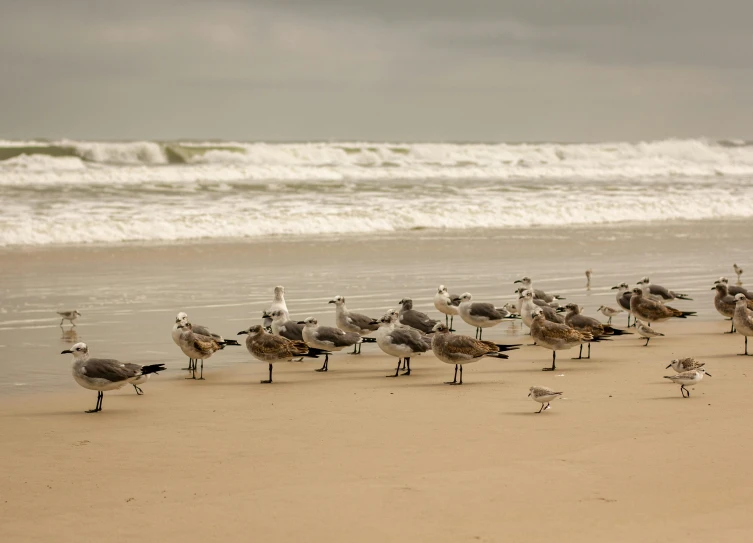 many birds are standing on the sand by the ocean