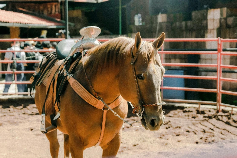 a horse wearing a saddle standing in a fenced area