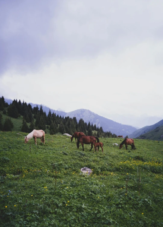 several horses are grazing on a large field