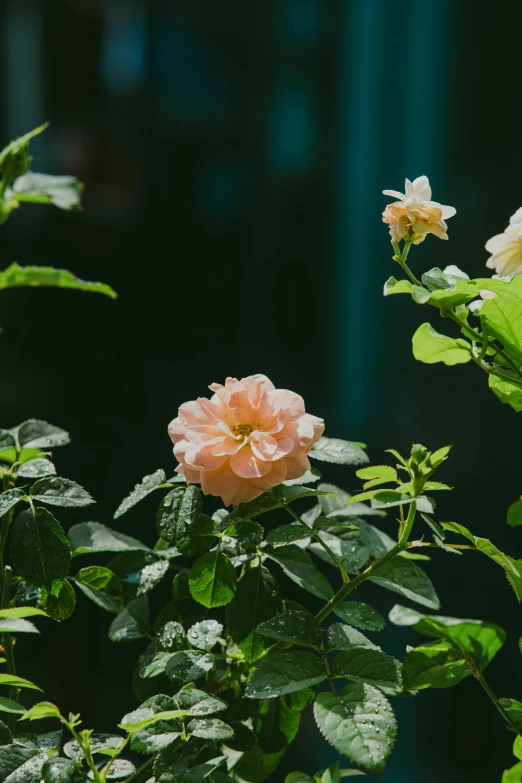 a peach colored flower in front of green leaves