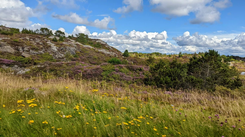 the landscape is covered in very pretty wildflowers