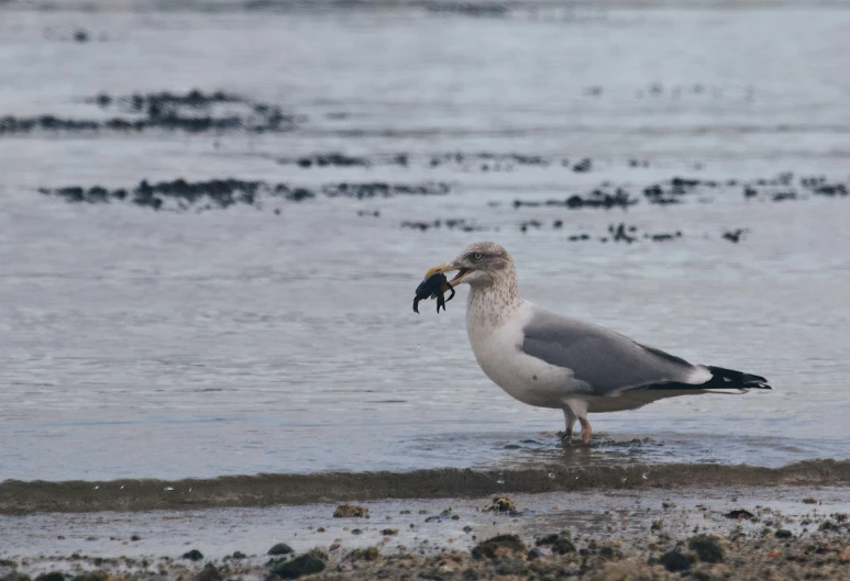 a bird on the beach holding soing in its beak