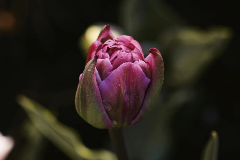 a tulip flower that is open and still
