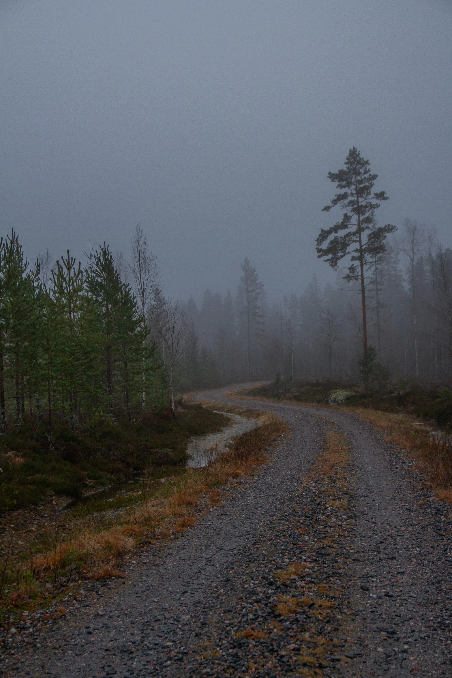 there is a pathway in the woods on a gloomy day