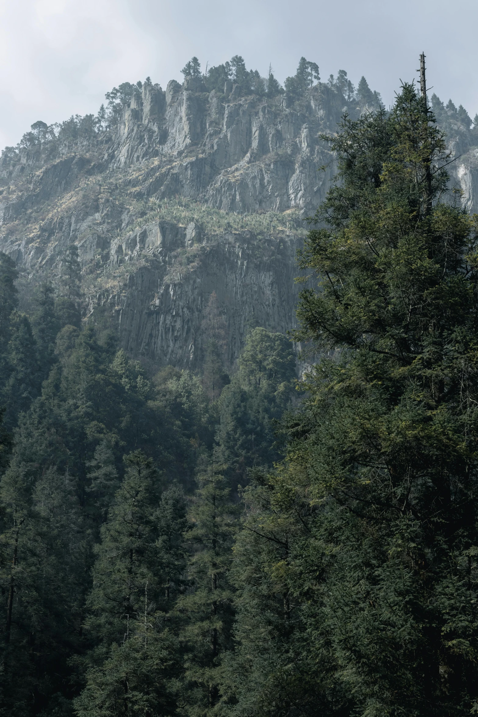 a large mountain with lots of trees and some rocks