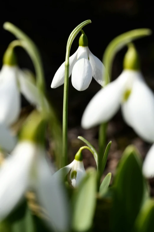 several white flowers are all starting to buddle in the sun