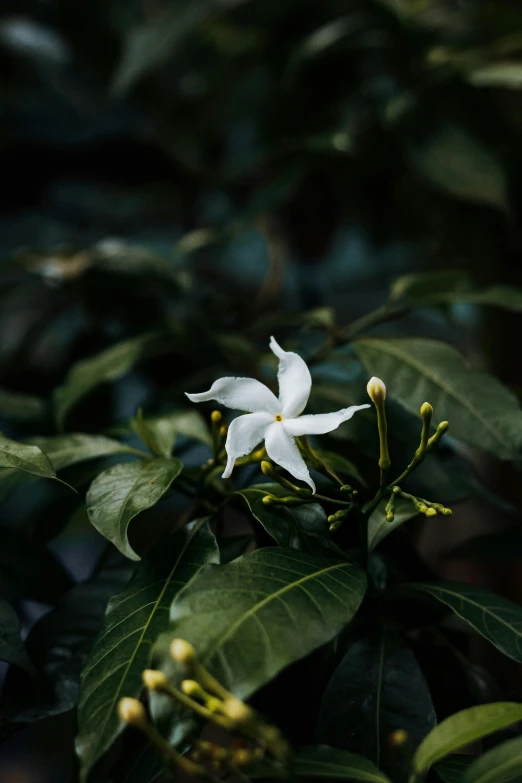 the blooming white flower is growing on a tree