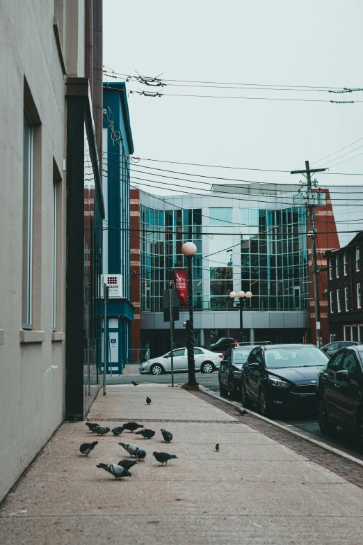 some birds are sitting in a parking lot