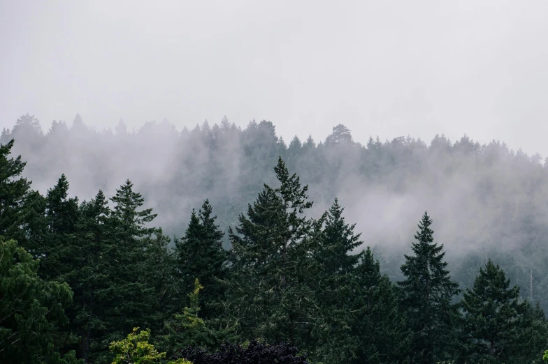 fog rolls through the sky over the tops of trees