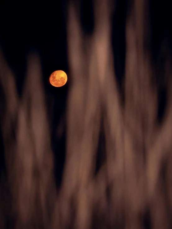 the orange object is on top of a tree