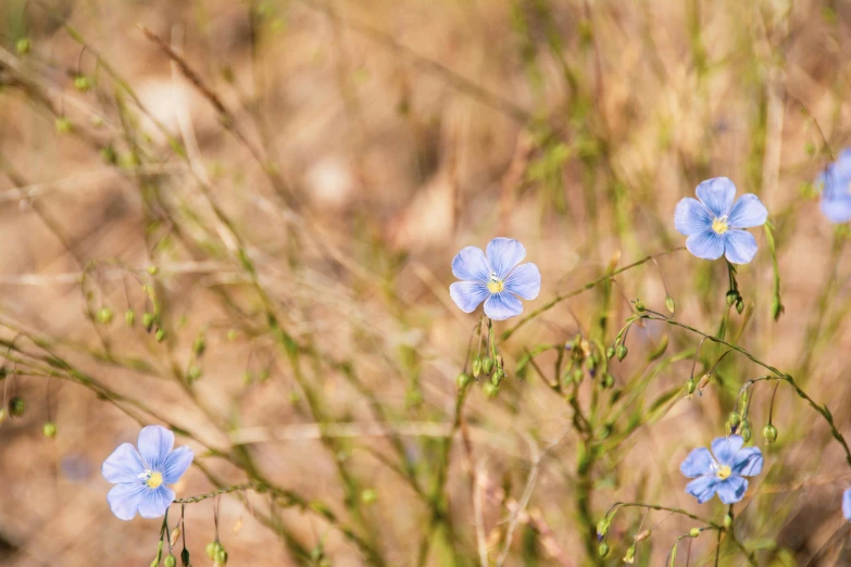 some blue flowers on some weeds and grass