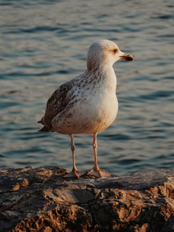 a seagull standing on top of rocks by a body of water