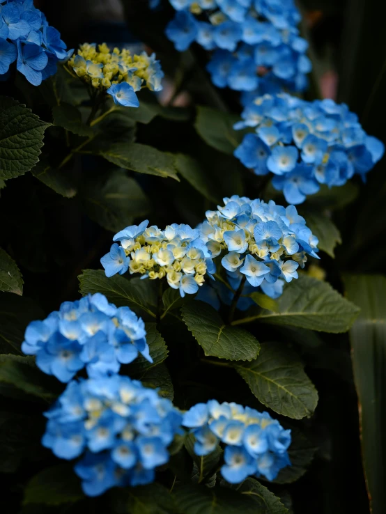 small blue flowers are blooming with green leaves