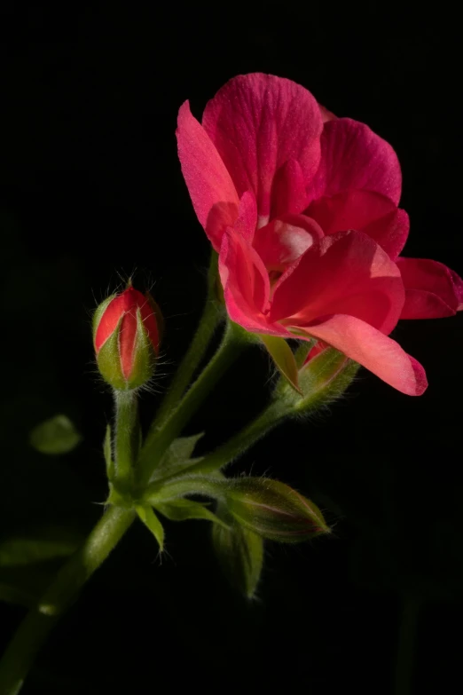 pink flower budding in the dark, taken in close up