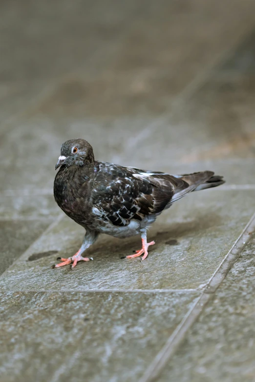 a bird is sitting on the floor staring at soing