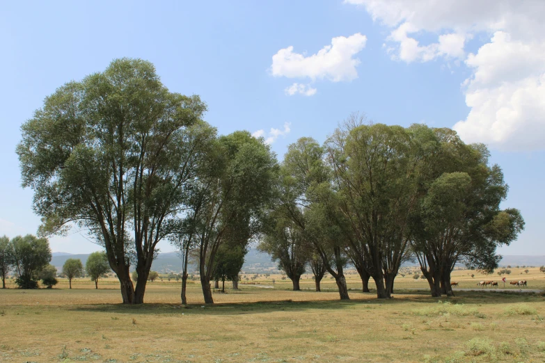 the landscape has many trees and cows in it