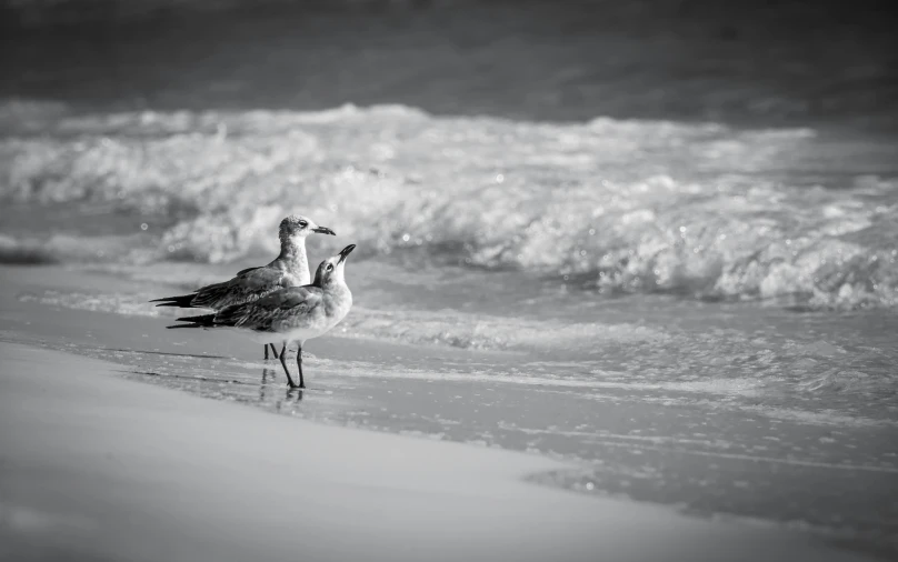 two seagulls walking out onto the beach