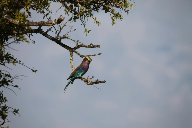 a colorful bird sitting on a nch of a tree